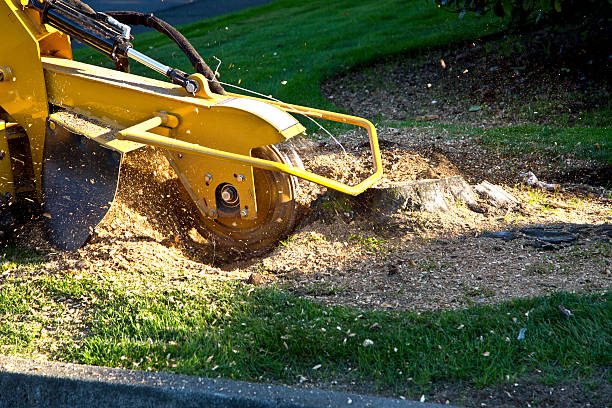 Best Arborist Consultation Services  in Emerd Mountain, AL