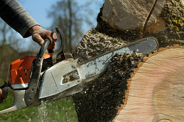 How Our Tree Care Process Works  in  Emerald Mountain, AL